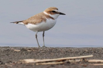 Kentish Plover 富士川河口 Tue, 4/2/2024