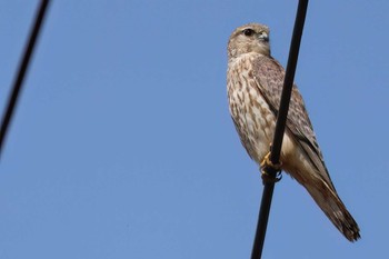 Merlin 浮島ヶ原自然公園 Tue, 4/2/2024