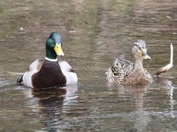 マガモ 林東公園(千歳市) 2024年4月4日(木)