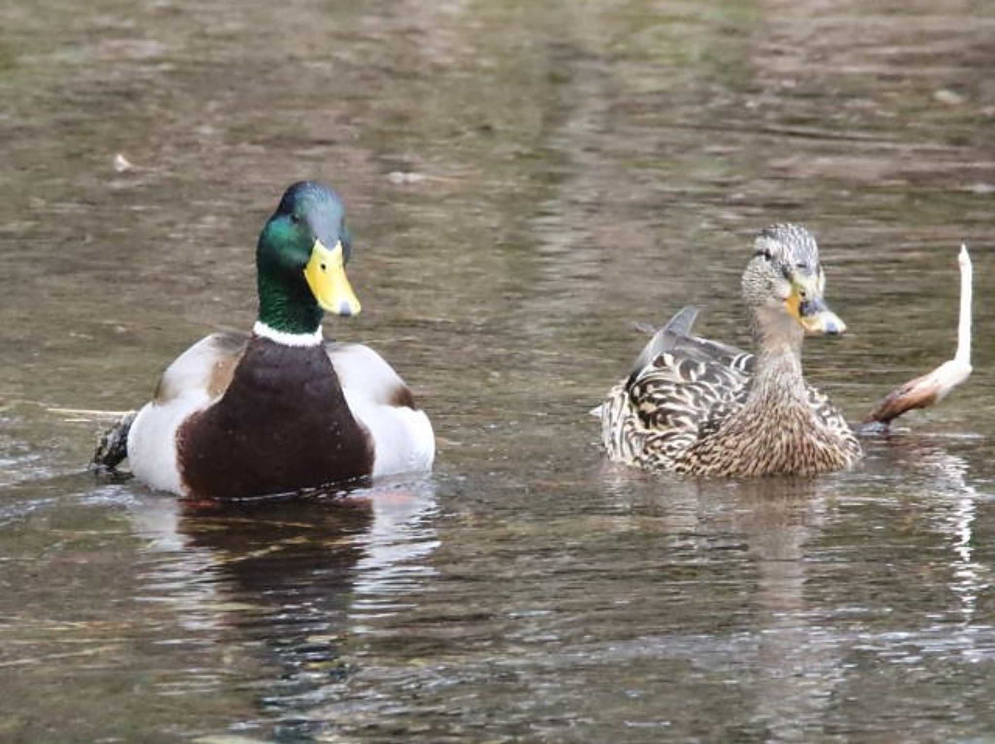 Photo of Mallard at 林東公園(千歳市) by キムドン