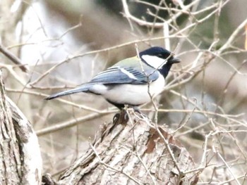 Japanese Tit 林東公園(千歳市) Thu, 4/4/2024