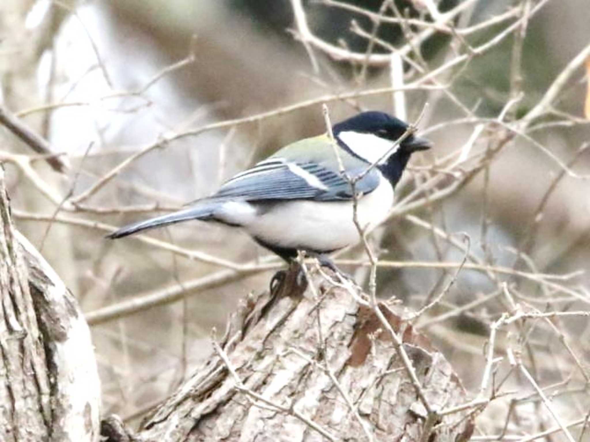 Photo of Japanese Tit at 林東公園(千歳市) by キムドン