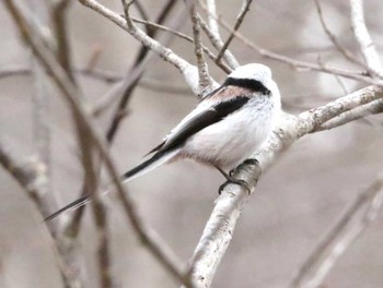 Long-tailed tit(japonicus) 林東公園(千歳市) Thu, 4/4/2024