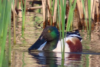 Sun, 3/31/2024 Birding report at 荒屋敷支谷(千葉市)