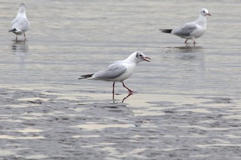 ユリカモメ 葛西臨海公園 2024年3月28日(木)