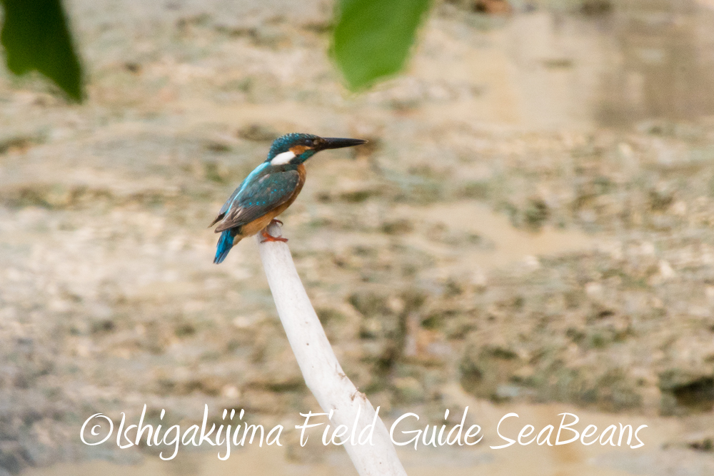 Photo of Common Kingfisher at Ishigaki Island by 石垣島バードウオッチングガイドSeaBeans