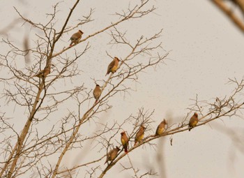 Japanese Waxwing 多摩川河川敷 Thu, 4/4/2024