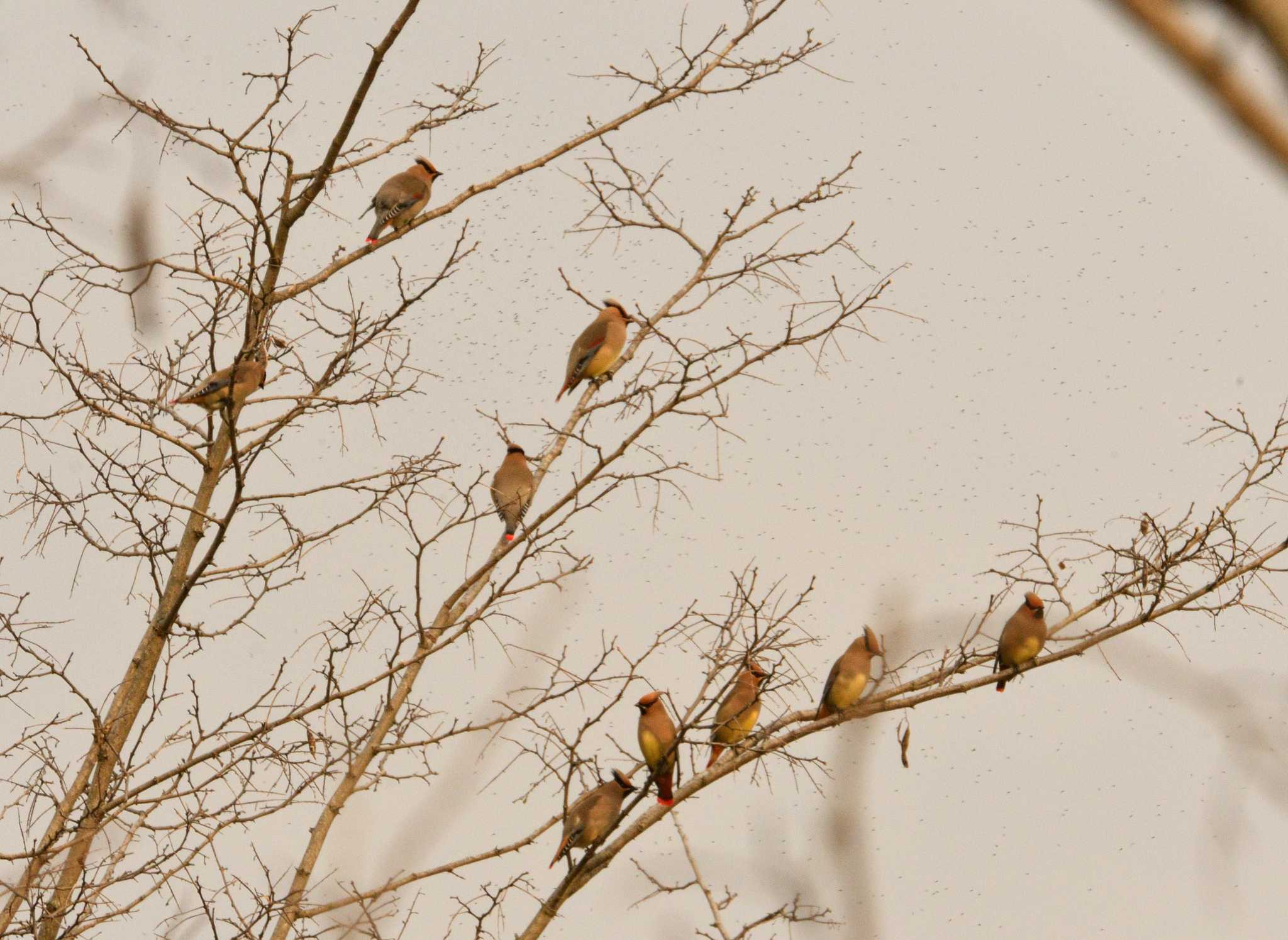 Photo of Japanese Waxwing at 多摩川河川敷 by morinokotori