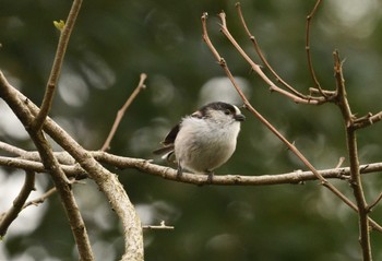 Long-tailed Tit 多摩川河川敷 Thu, 4/4/2024