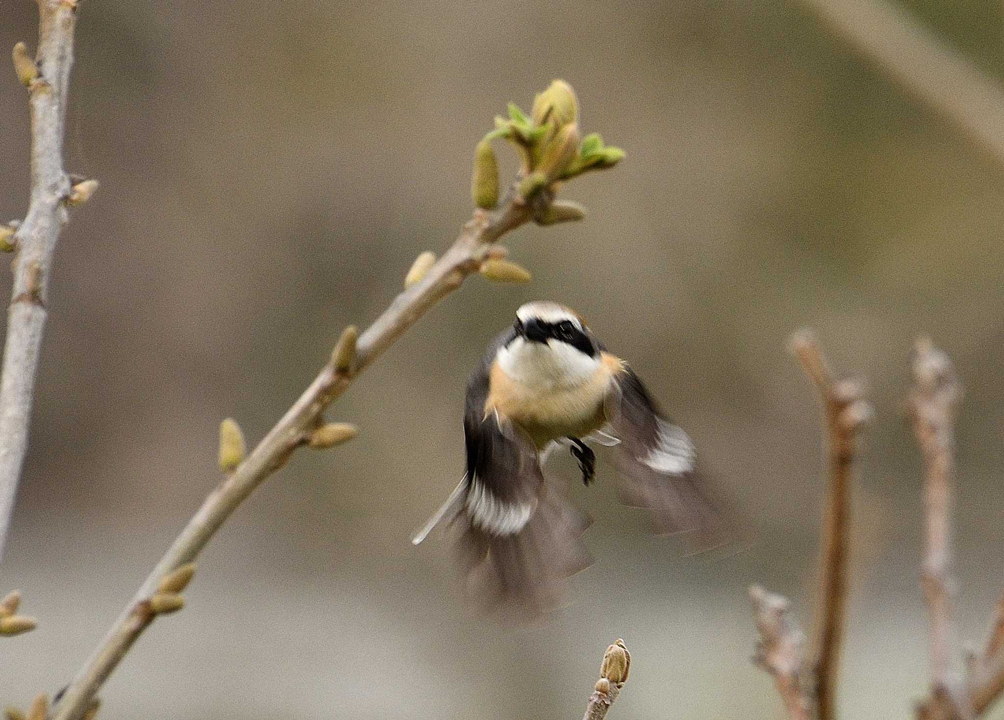 Photo of Bull-headed Shrike at 多摩川河川敷 by morinokotori