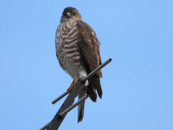 Thu, 4/4/2024 Birding report at 上谷戸親水公園(稲城市)