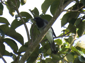 Moluccan Cuckooshrike