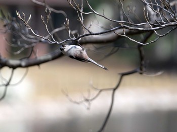 Long-tailed Tit 洞峰公園 Sun, 3/31/2024