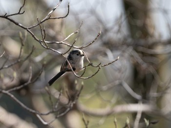 Long-tailed Tit 洞峰公園 Sun, 3/31/2024