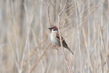 Eurasian Tree Sparrow 霞ヶ浦総合公園 Sat, 3/30/2024