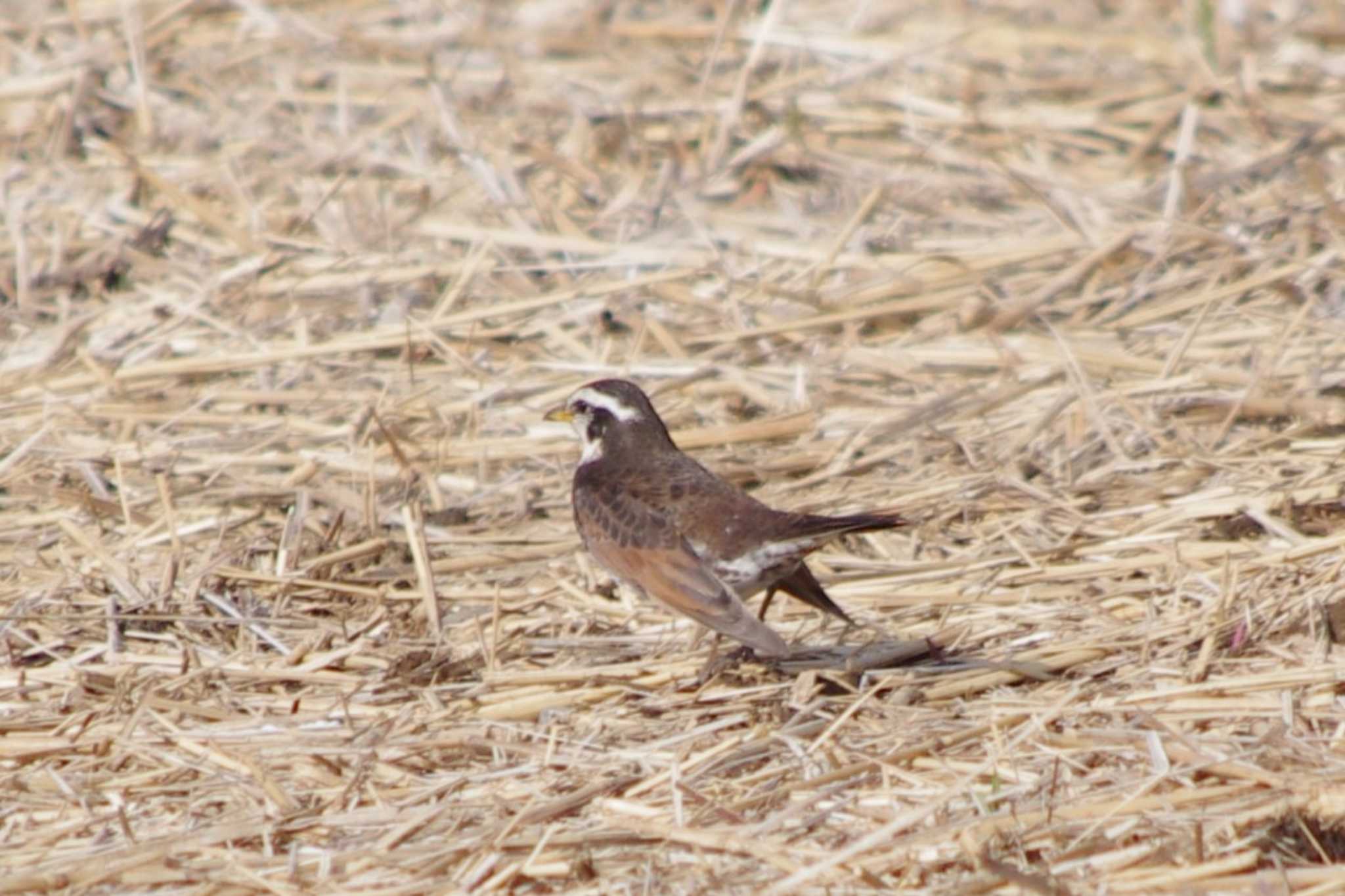 Photo of Dusky Thrush at 霞ヶ浦総合公園 by アカウント15604