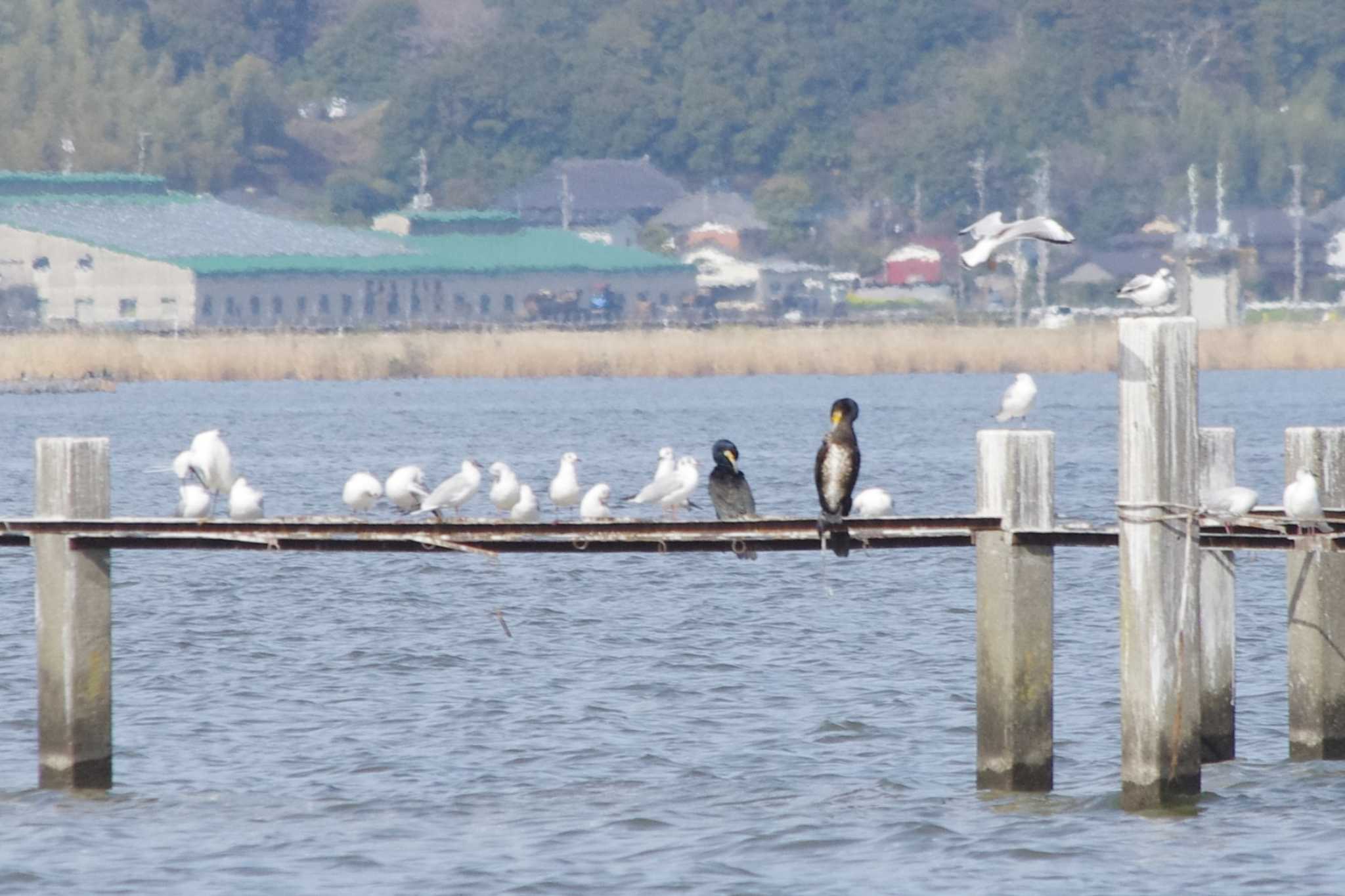 Photo of Great Cormorant at 霞ヶ浦総合公園 by アカウント15604