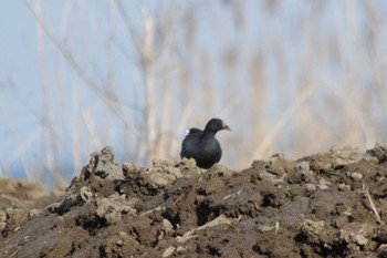 Common Moorhen 霞ヶ浦総合公園 Sat, 3/30/2024