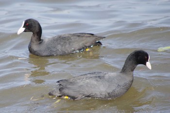 Eurasian Coot 霞ヶ浦総合公園 Sat, 3/30/2024