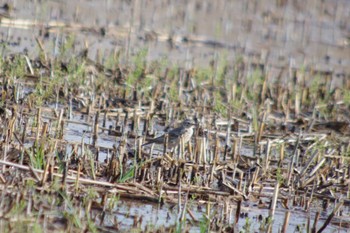 Water Pipit 霞ヶ浦総合公園 Sat, 3/30/2024