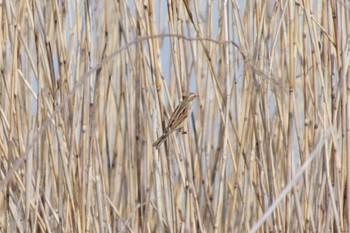 Common Reed Bunting 霞ヶ浦総合公園 Sat, 3/30/2024