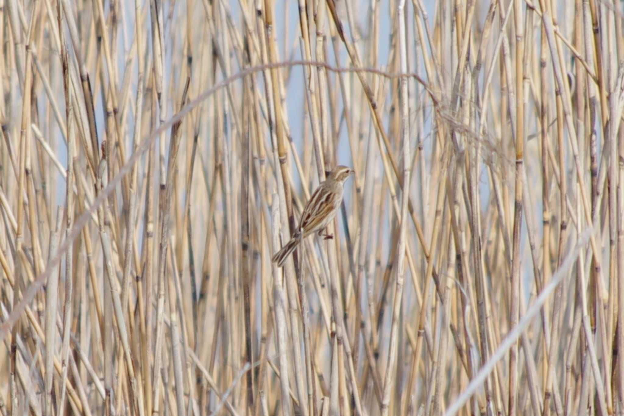 Photo of Common Reed Bunting at 霞ヶ浦総合公園 by アカウント15604