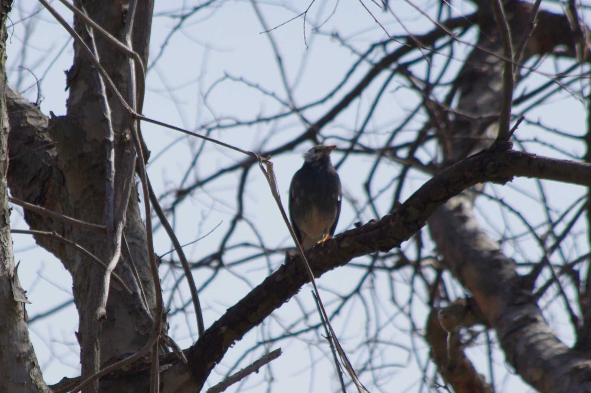 Photo of White-cheeked Starling at 霞ヶ浦総合公園 by アカウント15604