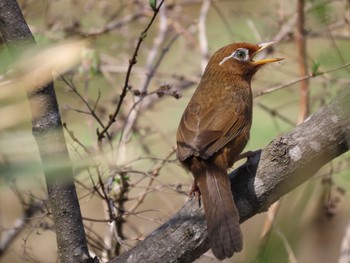 Sun, 3/31/2024 Birding report at Maioka Park