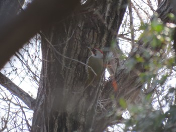 Japanese Green Woodpecker Maioka Park Sun, 3/31/2024