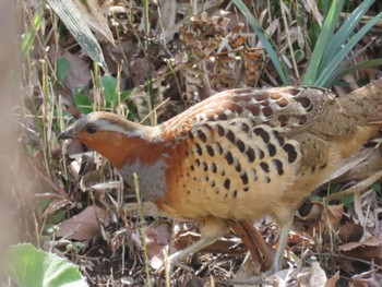 Chinese Bamboo Partridge Maioka Park Sun, 3/31/2024