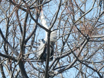 Grey Heron 打上川治水緑地 Fri, 3/29/2024