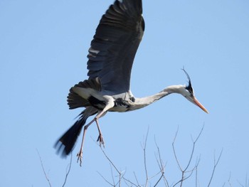 Grey Heron 打上川治水緑地 Fri, 3/29/2024