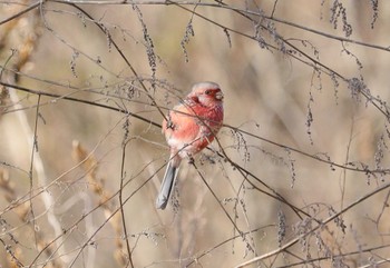 Siberian Long-tailed Rosefinch 宮田用水(蘇南公園前・江南市) Sat, 3/9/2024