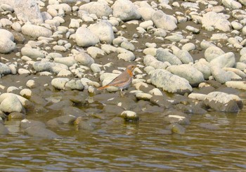 Naumann's Thrush 宮田用水(蘇南公園前・江南市) Sat, 3/9/2024