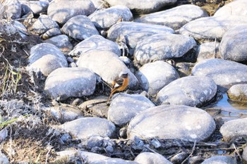 Daurian Redstart 宮田用水(蘇南公園前・江南市) Sat, 3/9/2024