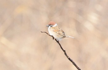 Eurasian Tree Sparrow 宮田用水(蘇南公園前・江南市) Sat, 3/9/2024