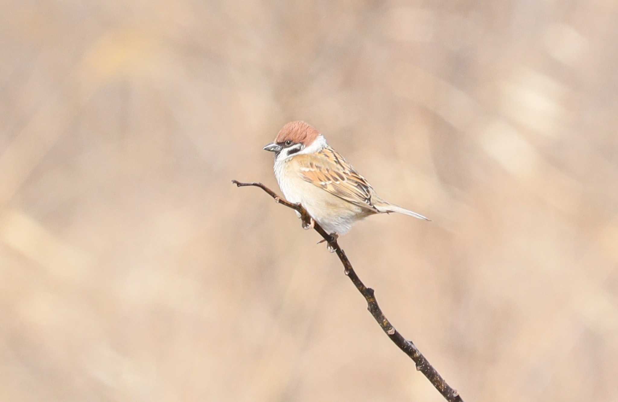 Eurasian Tree Sparrow