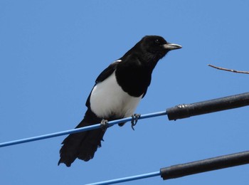 Eurasian Magpie Daijugarami Higashiyoka Coast Fri, 3/22/2024