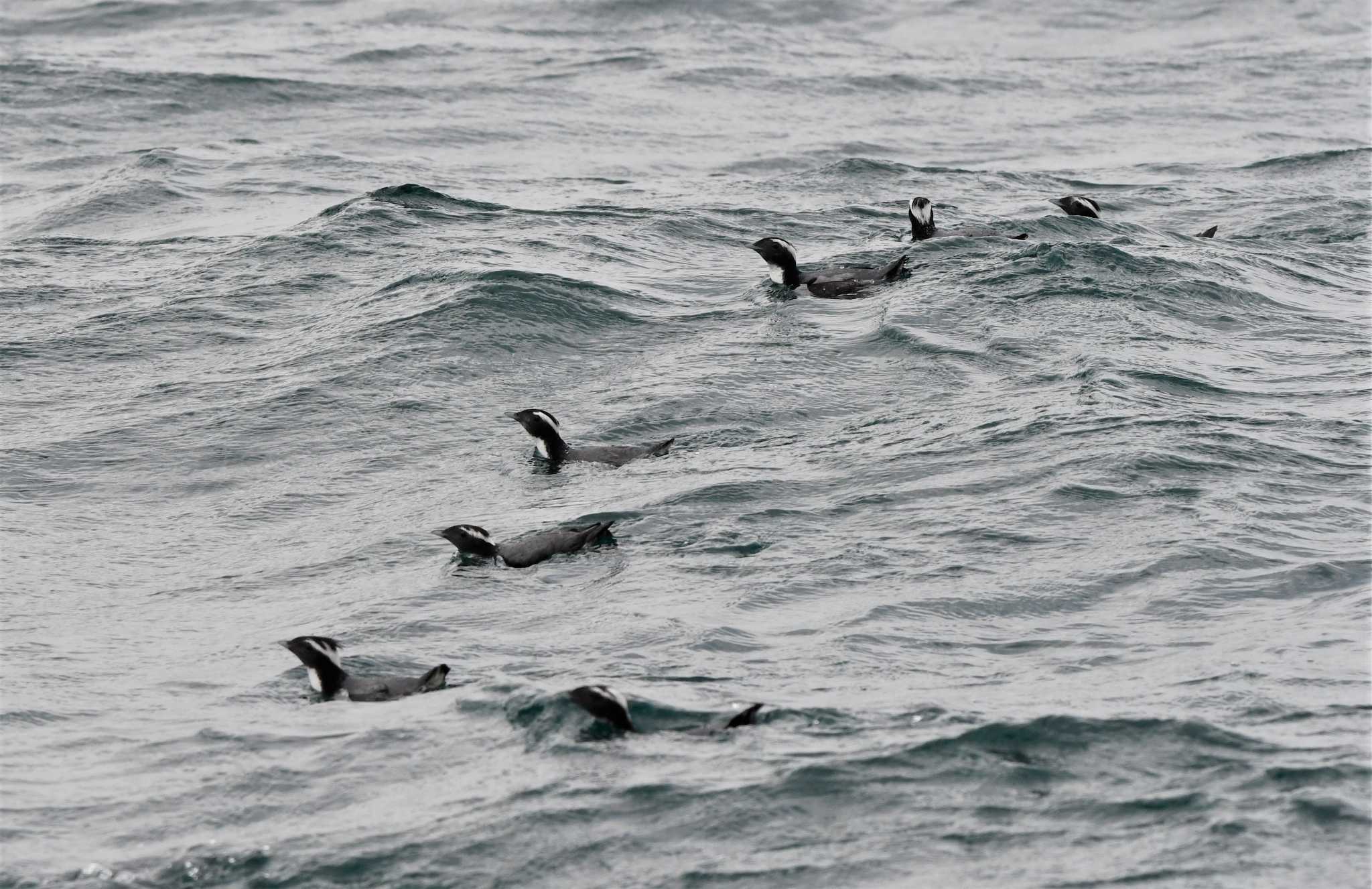 Photo of Japanese Murrelet at 門川湾 宮崎県 by みやさん