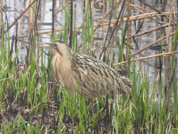 Eurasian Bittern Watarase Yusuichi (Wetland) Wed, 4/3/2024