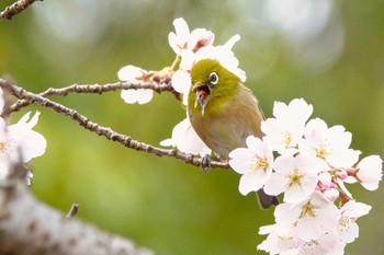 Sun, 3/31/2024 Birding report at 奈良　馬見丘陵公園