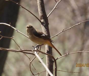 Daurian Redstart Imperial Palace Sat, 3/30/2024