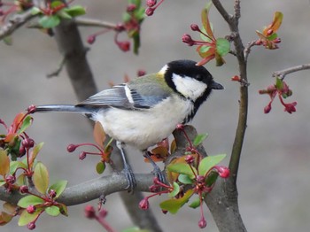 Japanese Tit 東京都 Sun, 3/24/2024