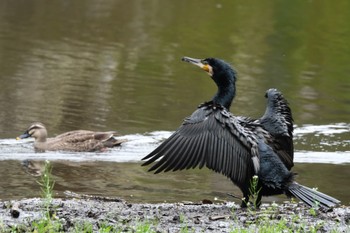 カワウ 愛鷹広域公園 2024年4月2日(火)