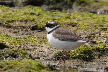 Little Ringed Plover 大瀬海岸(奄美大島) Sat, 3/23/2024