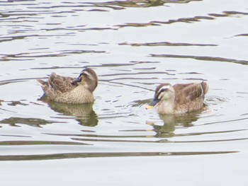 Eastern Spot-billed Duck 八千代総合運動公園 Thu, 4/4/2024