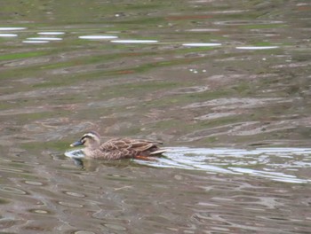 Eastern Spot-billed Duck 八千代総合運動公園 Thu, 4/4/2024