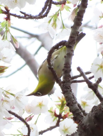 Thu, 4/4/2024 Birding report at 八千代総合運動公園