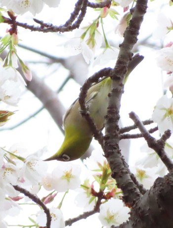 Warbling White-eye 八千代総合運動公園 Thu, 4/4/2024