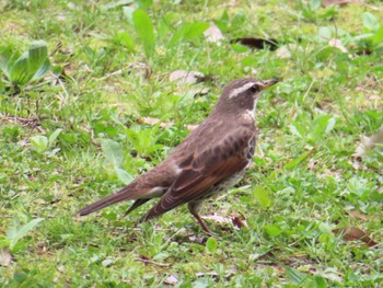 Dusky Thrush 八千代総合運動公園 Thu, 4/4/2024